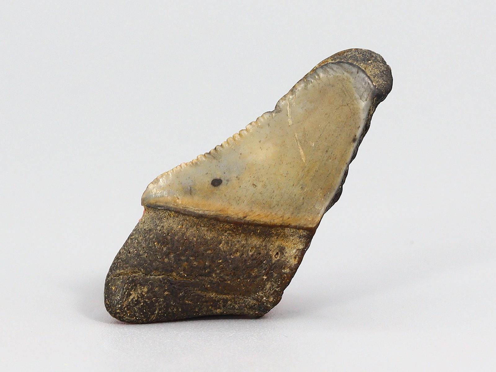 Real Megalodon Dinosaur Shark Tooth Jaw Teeth Bone Fossil: 3x1.5x1Cm Weight: 18.5 gaems (Before Packing) Thousand Planet Auction House Season 5: Ten2Go Antique Beads Collection Auction. A bargain hunter's, fixer-upper's, and pack-rat's dream come true! Our Te