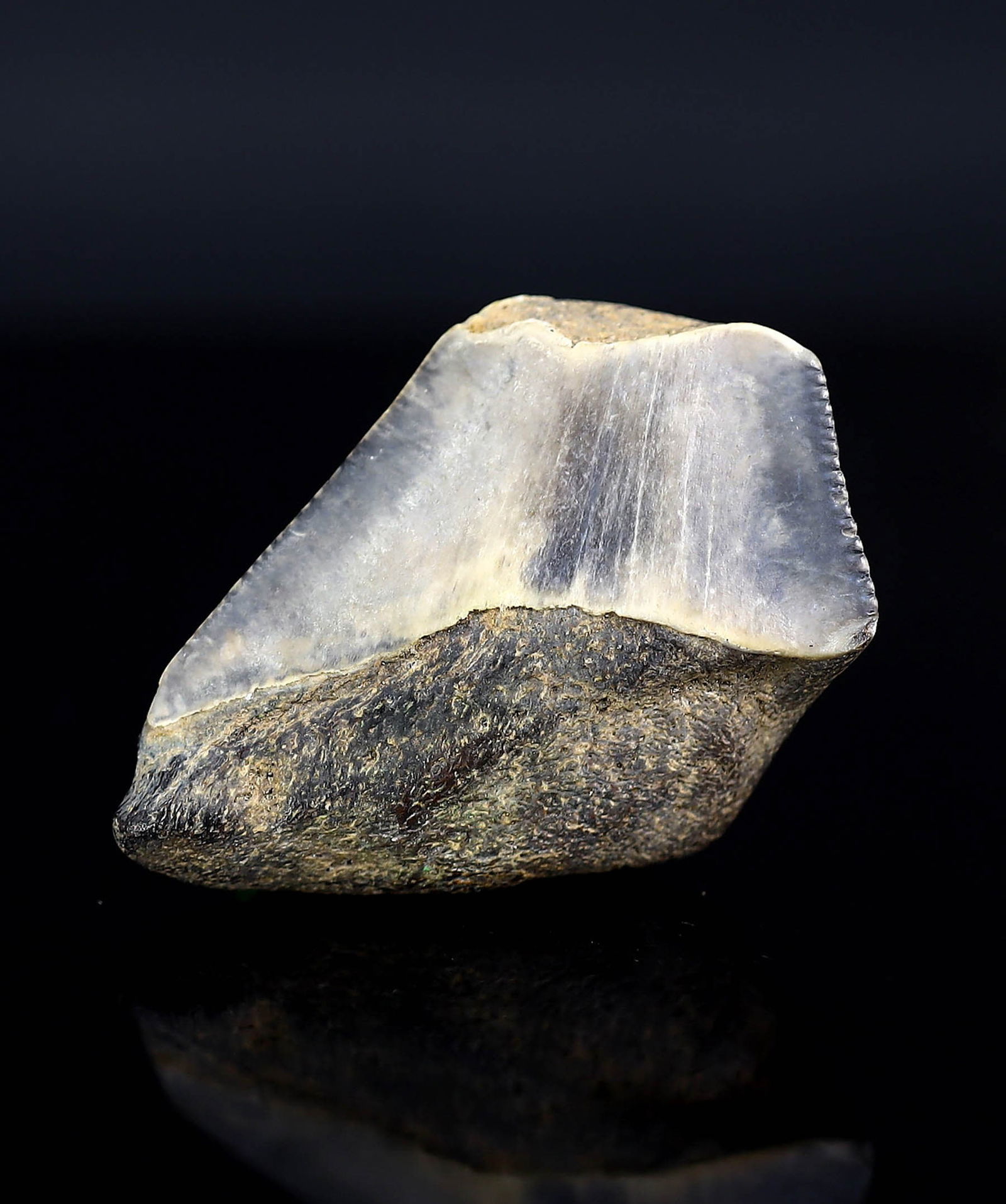 Real Megalodon Dinosaur Shark Tooth Jaw Teeth Bone Fossil: 3x2.5x1Cm Weight: 5 gaems (Before Packing) Thousand Planet Auction House Season 5: Ten2Go Antique Beads Collection Auction. A bargain hunter's, fixer-upper's, and pack-rat's dream come true! Our Ten2G