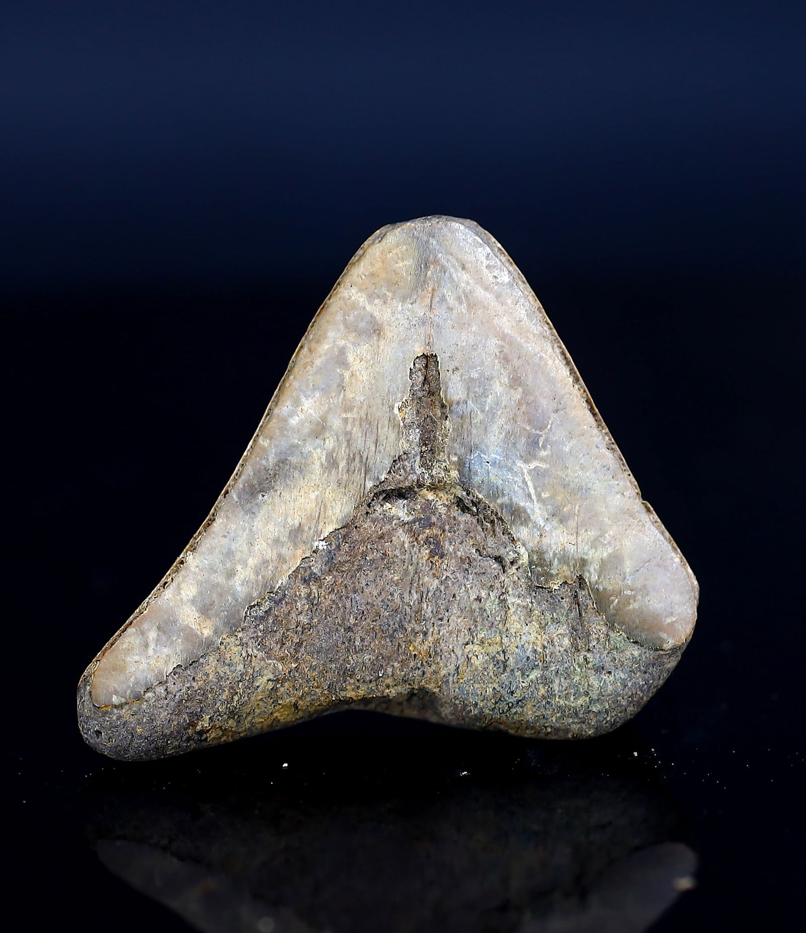 Real Megalodon Dinosaur Shark Tooth Jaw Teeth Bone Fossil: 3.5x2.5x1Cm Weight: 7.7 gaems (Before Packing) Thousand Planet Auction House Season 5: Ten2Go Antique Beads Collection Auction. A bargain hunter's, fixer-upper's, and pack-rat's dream come true! Our T