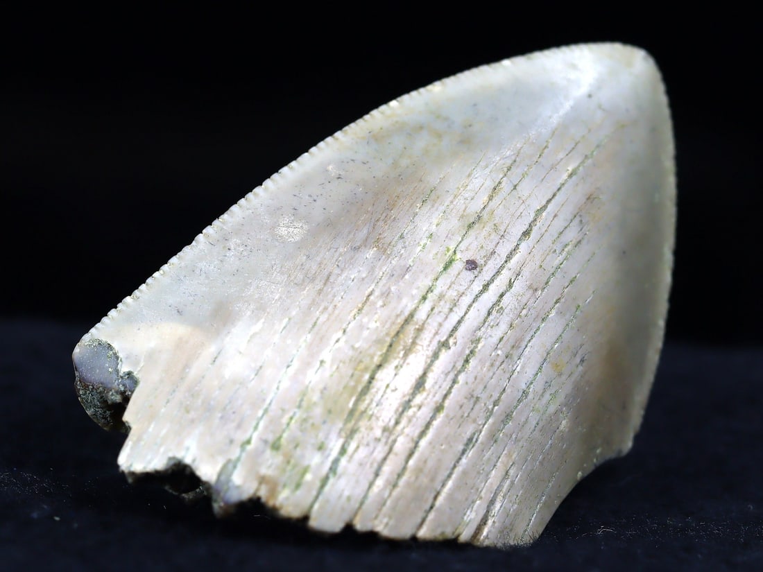 Real Megalodon Dinosaur Shark Tooth Jaw Teeth Bone Fossil: 4.5x3x1.5Cm Weight: 20.8 gaems (Before Packing) Thousand Planet Auction House Season 5: Ten2Go Antique Beads Collection Auction. A bargain hunter's, fixer-upper's, and pack-rat's dream come true! Our