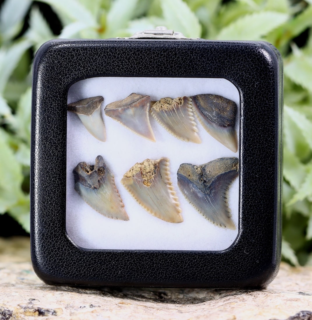 Box of 7 Real Megalodon Dinosaur Shark Tooth Jaw Teeth Bone Fossils: 20.3x12.7mm Weight: 2.5 grams (Before Packing) Featuring property of local collections include Europe & Oriental antiques and decorative arts. A truly bargain hunter's, fixer-upper's, and pack-rat's d