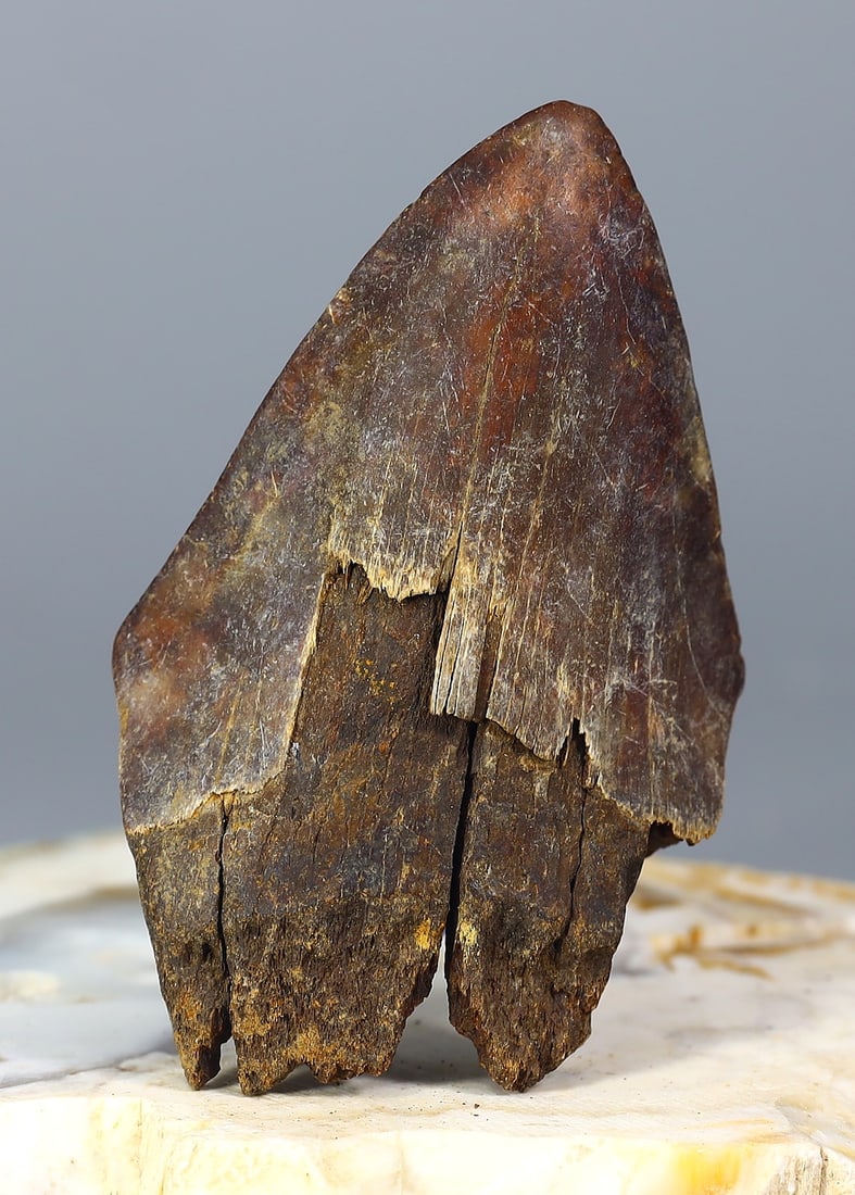 Real Megalodon Dinosaur Shark Tooth Jaw Teeth Bone Fossil: 2.7"x1.8" inches Weight: 49.7 grams (Before Packing) Featuring property of local collections include Europe & Oriental antiques and decorative arts. A truly bargain hunter's, fixer-upper's, and pack-r