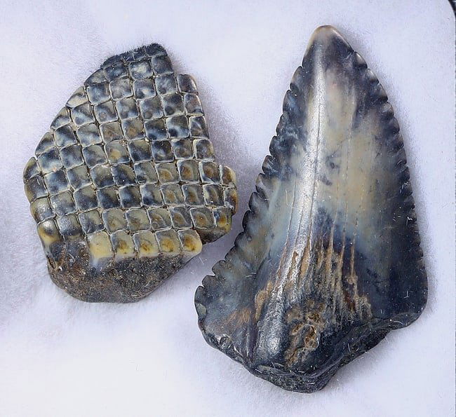 Box of 2 Real Megalodon Dinosaur Shark Tooth Jaw Teeth Bone Fossils: 25.4x15.2mm Weight: 5.2 grams (Before Packing) Featuring property of local collections include Europe & Oriental antiques and decorative arts. A truly bargain hunter's, fixer-upper's, and pack-rat's d