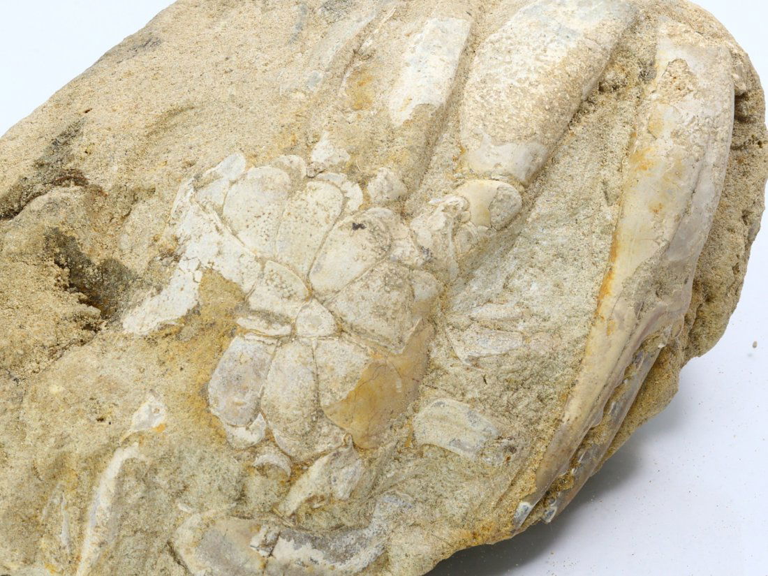 Rare Crab Fossil On Matrix Discover In Southeast Asian: 13x7cm Weight: 387.3 grams (Before Packing) Featuring property of local collections include Europe & Oriental antiques and decorative arts. A truly bargain hunter's, fixer-upper's, and pack-rat's drea