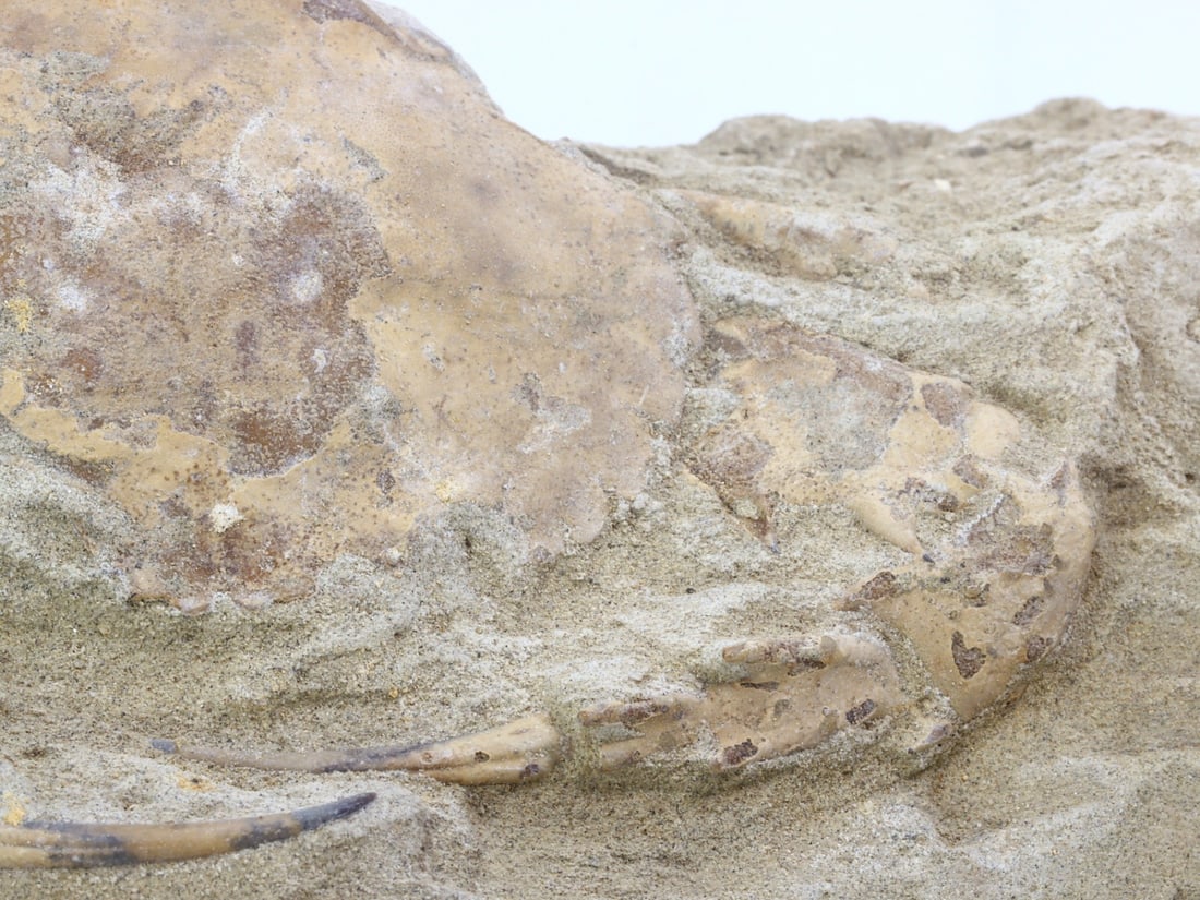 Rare Crab Fossil On Matrix Discover In Southeast Asian: 14.5x7cm Weight: 198.8 grams (Before Packing) Featuring property of local collections include Europe & Oriental antiques and decorative arts. A truly bargain hunter's, fixer-upper's, and pack-rat's dr