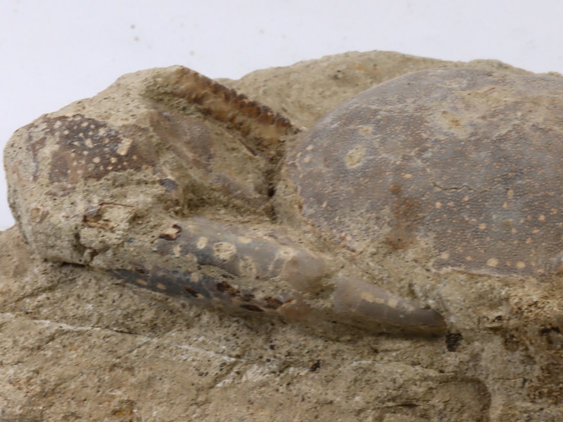 Rare Crab Fossil On Matrix Discover In Southeast Asian: 14x8cm Weight: 478.2 grams (Before Packing) Featuring property of local collections include Europe & Oriental antiques and decorative arts. A truly bargain hunter's, fixer-upper's, and pack-rat's drea