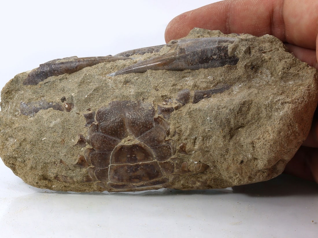 Rare Crab Fossil On Matrix Discover In Southeast Asian: 13x6cm Weight: 217.6 grams (Before Packing) Featuring property of local collections include Europe & Oriental antiques and decorative arts. A truly bargain hunter's, fixer-upper's, and pack-rat's drea
