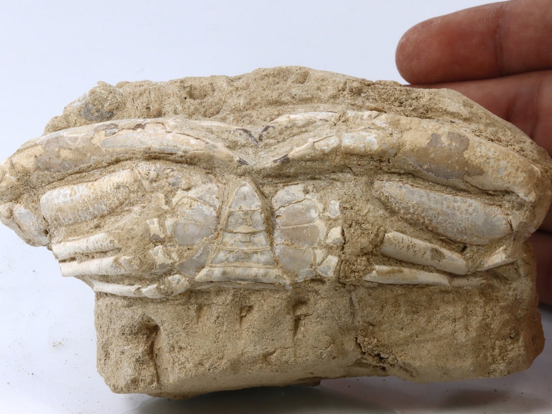 Rare Crab Fossil On Matrix Discover In Southeast Asian: 13x7cm Weight: 350 grams (Before Packing) Featuring property of local collections include Europe & Oriental antiques and decorative arts. A truly bargain hunter's, fixer-upper's, and pack-rat's dream