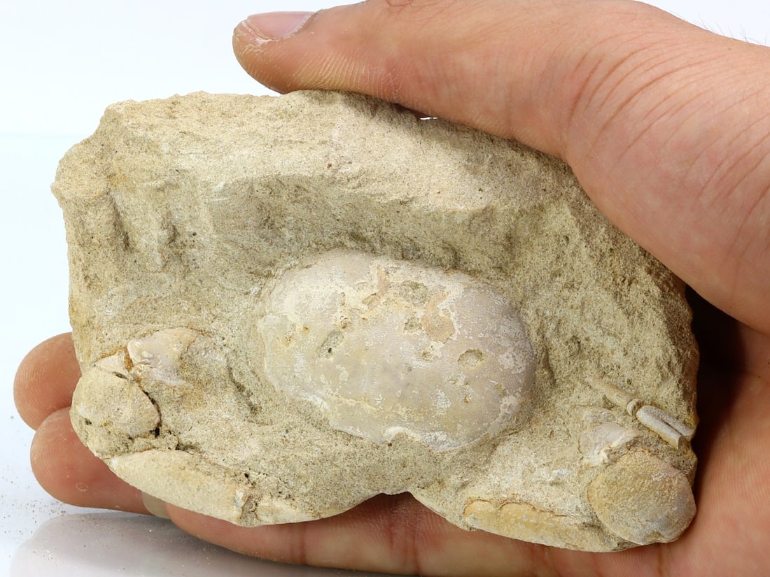 Rare Crab Fossil On Matrix Discover In Southeast Asian: 11x7cm Weight: 220 grams (Before Packing) Featuring property of local collections include Europe & Oriental antiques and decorative arts. A truly bargain hunter's, fixer-upper's, and pack-rat's dream