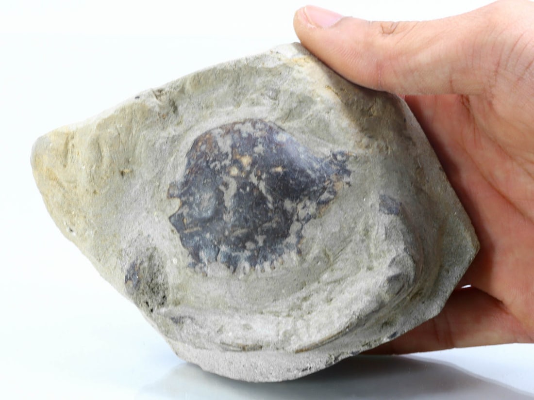 Rare Crab Fossil On Matrix Discover In Southeast Asian: 13x9cm Weight: 316 grams (Before Packing) Featuring property of local collections include Europe & Oriental antiques and decorative arts. A truly bargain hunter's, fixer-upper's, and pack-rat's dream