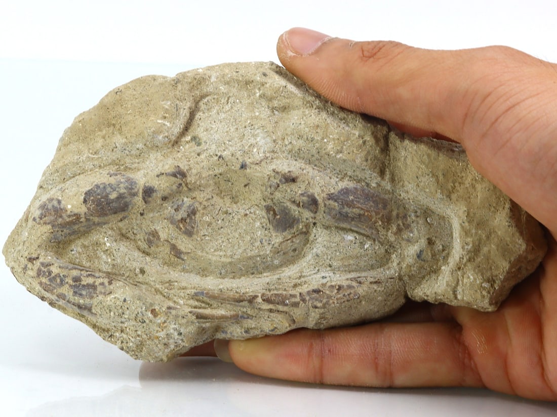 Rare Crab Fossil On Matrix Discover In Southeast Asian: 14x7.5cm Weight: 198.7 grams (Before Packing) Featuring property of local collections include Europe & Oriental antiques and decorative arts. A truly bargain hunter's, fixer-upper's, and pack-rat's dr