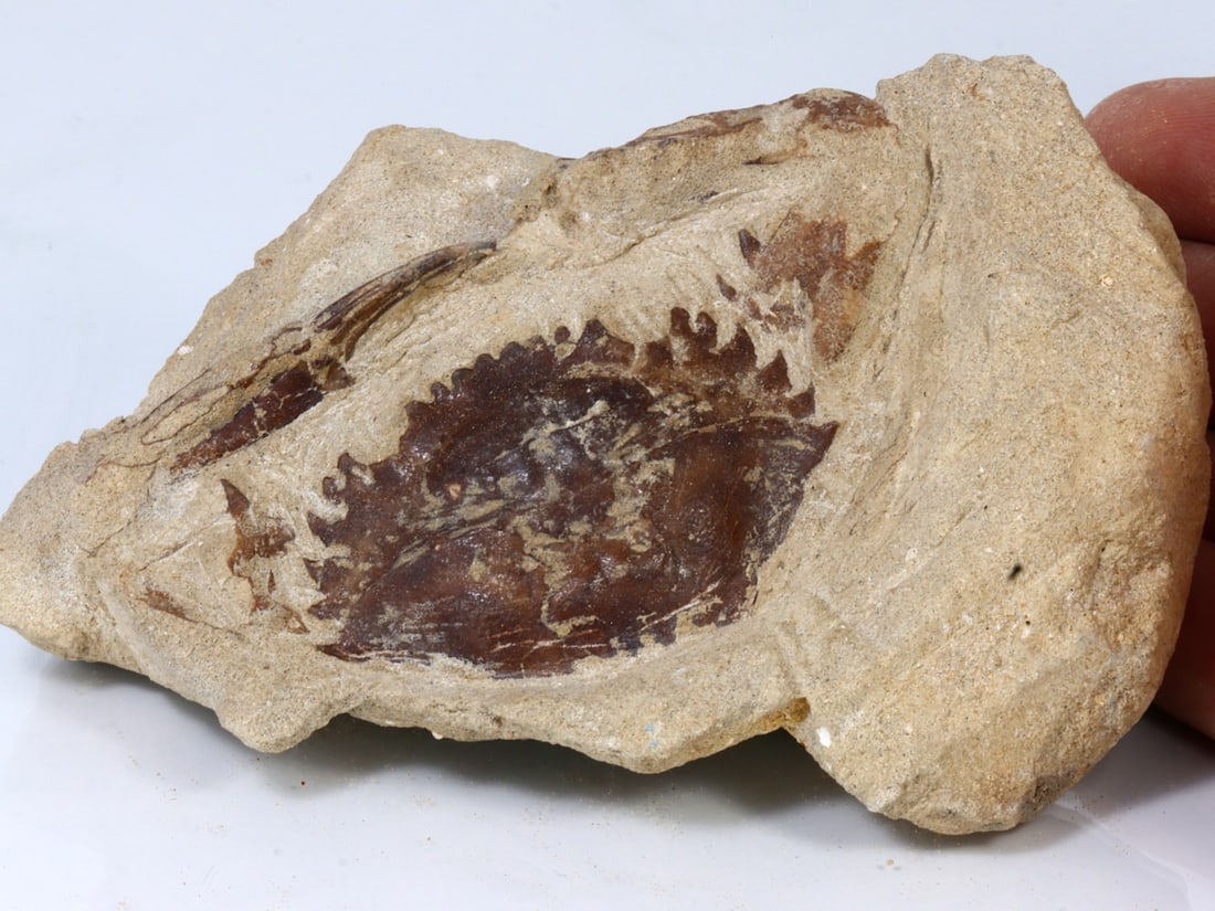 Rare Crab Fossil On Matrix Discover In Southeast Asian: 11x7cm Weight: 287.2 grams (Before Packing) Featuring property of local collections include Europe & Oriental antiques and decorative arts. A truly bargain hunter's, fixer-upper's, and pack-rat's drea