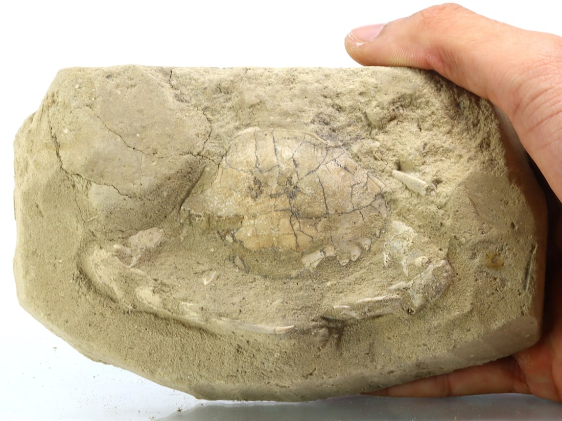 Rare Crab Fossil On Matrix Discover In Southeast Asian: 15x9cm Weight: 445.1 grams (Before Packing) Featuring property of local collections include Europe & Oriental antiques and decorative arts. A truly bargain hunter's, fixer-upper's, and pack-rat's drea