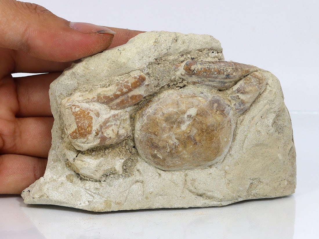Rare Crab Fossil On Matrix Discover In Southeast Asian: 11x7cm Weight: 138.8 grams (Before Packing) Featuring property of local collections include Europe & Oriental antiques and decorative arts. A truly bargain hunter's, fixer-upper's, and pack-rat's drea