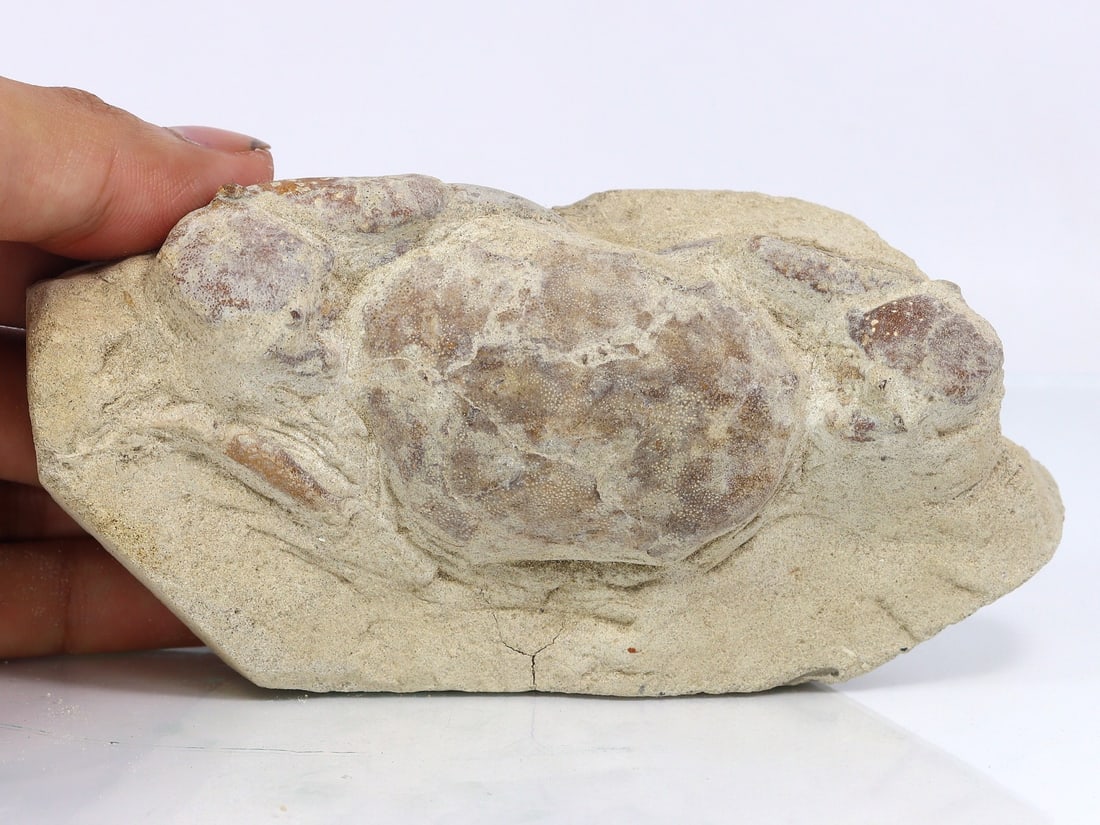 Rare Crab Fossil On Matrix Discover In Southeast Asian: 13x6cm Weight: 187.7 grams (Before Packing) Featuring property of local collections include Europe & Oriental antiques and decorative arts. A truly bargain hunter's, fixer-upper's, and pack-rat's drea