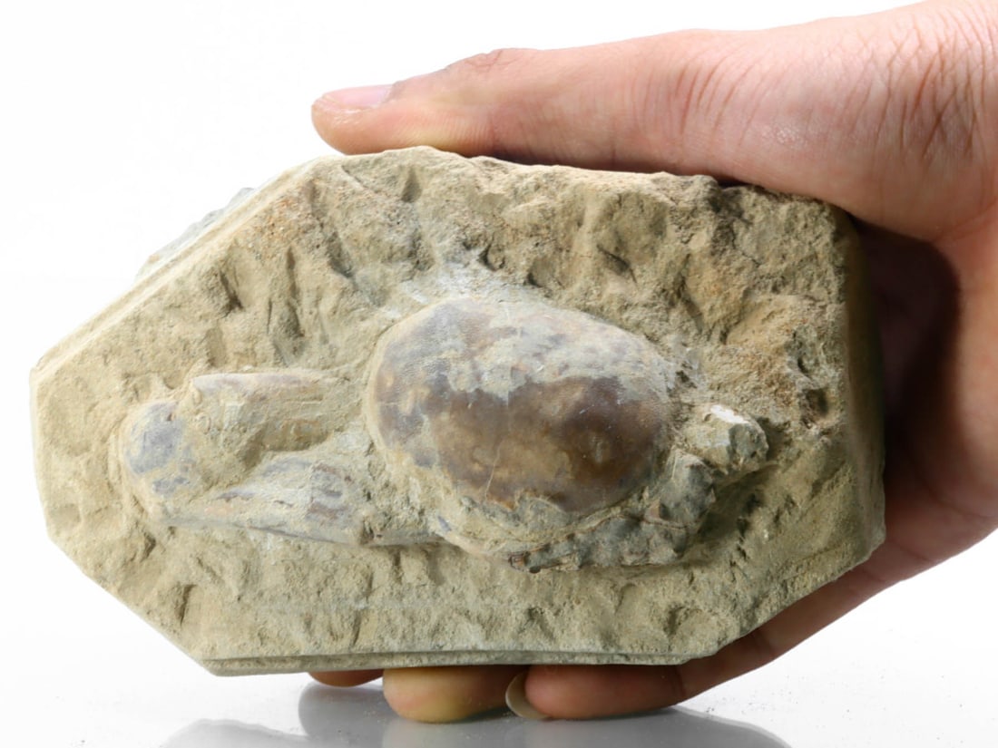 Rare Crab Fossil On Matrix Discover In Southeast Asian: 14x9cm Weight: 613.4 grams (Before Packing) Featuring property of local collections include Europe & Oriental antiques and decorative arts. A truly bargain hunter's, fixer-upper's, and pack-rat's drea