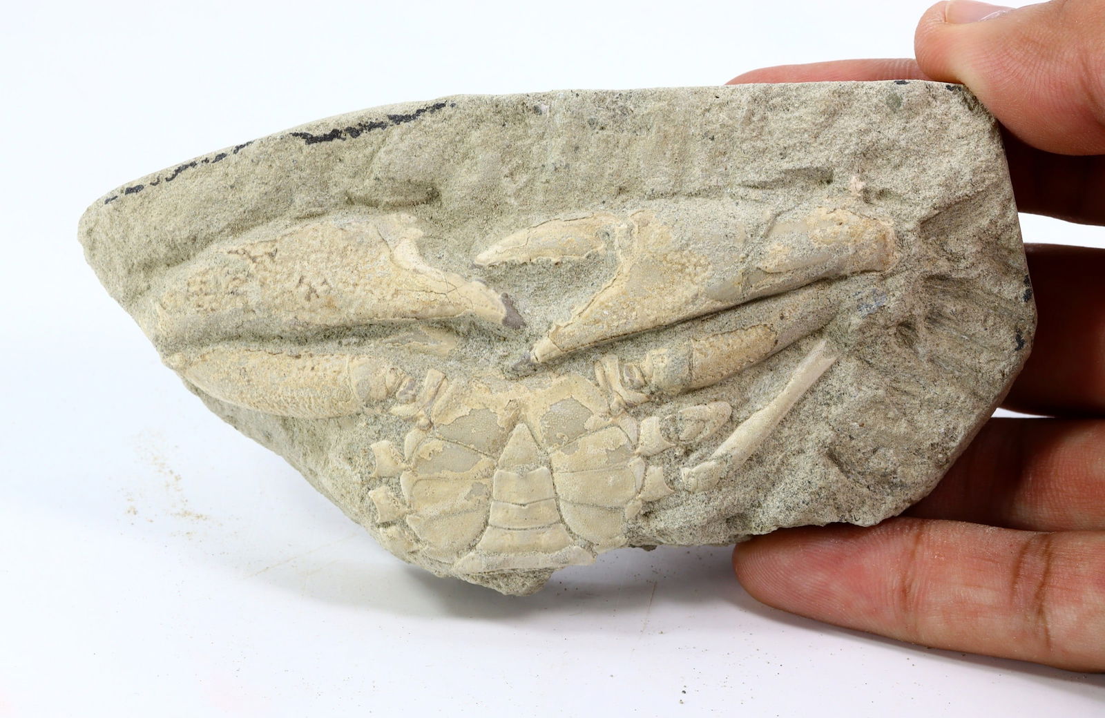 Rare Crab Fossil On Matrix Discover In Southeast Asian: 13x6cm Weight: 211 grams (Before Packing) Featuring property of local collections include Europe & Oriental antiques and decorative arts. A truly bargain hunter's, fixer-upper's, and pack-rat's dream