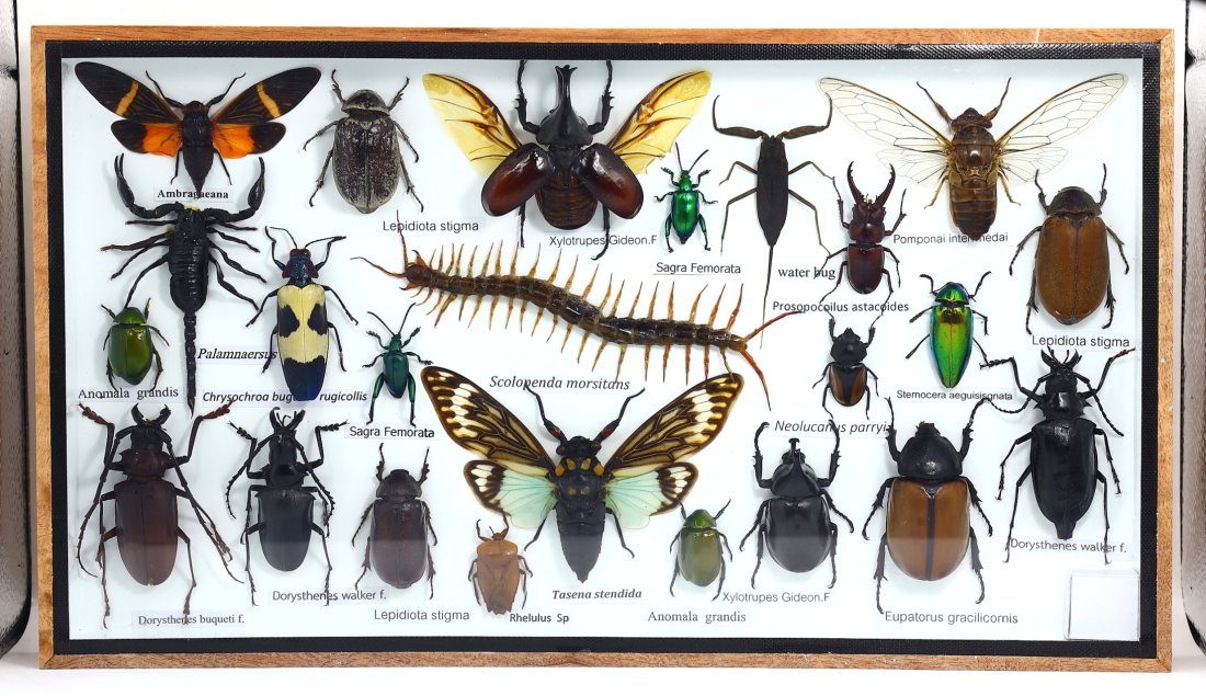 Preserved Taxidermy of Mixed Bug, Beetle, Exotic Insect, Centipede & Butterfly Specimens: 35.5x20.5x4cm Weight: 691 grams (Before Packing) Featuring property of local collections include Europe & Oriental antiques and decorative arts. A truly bargain hunter's, fixer-upper's, and pack-rat's