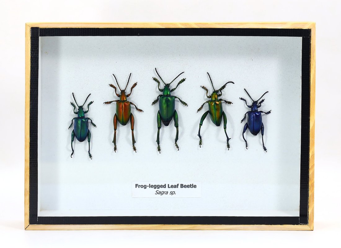 Preserved Taxidermy of Frog-Legged Beetle, Exotic Insect Specimens, Framed: 17.5x12.5x3.5cm Weight: 244 grams (Before Packing) Featuring property of local collections include Europe & Oriental antiques and decorative arts. A truly bargain hunter's, fixer-upper's, and pack-rat