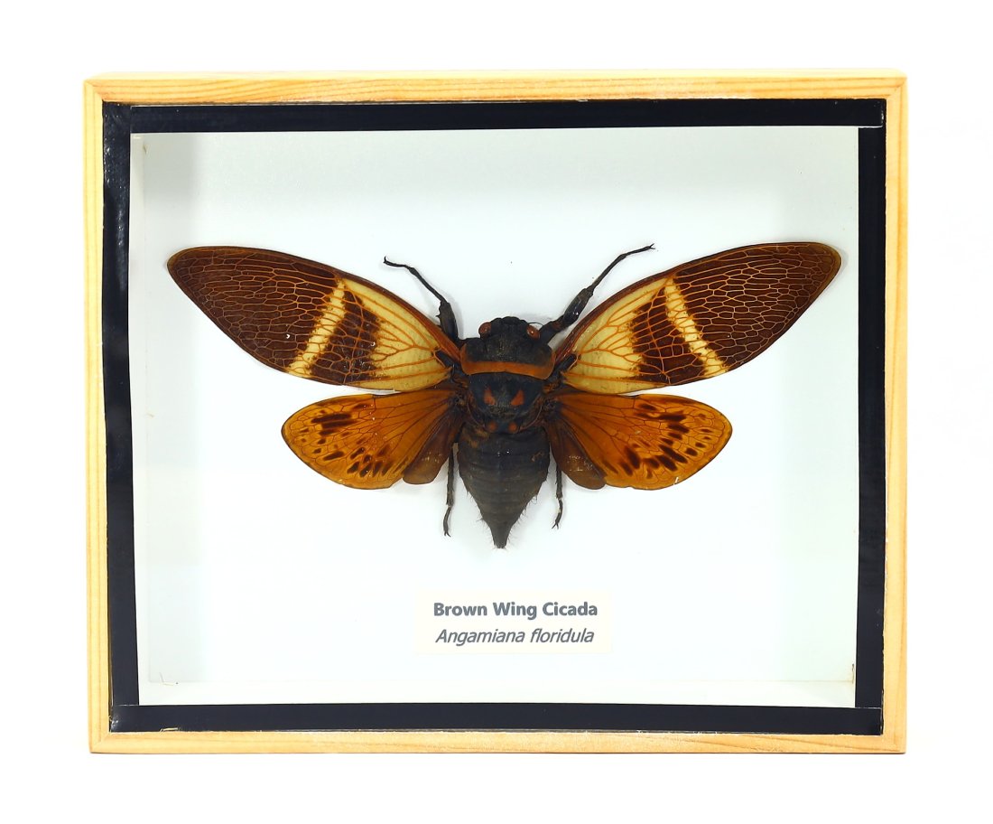 Preserved Taxidermy of Brown Wing Cicada Angamiana Floridula Insect Exotic Insect Specimens Framed: 15.5x13cm Weight: 187 grams (Before Packing) Featuring property of local collections include Europe & Oriental antiques and decorative arts. A truly bargain hunter's, fixer-upper's, and pack-rat's dre