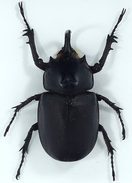 Preserved Taxidermy of Eupatorus Birmanicus Rhino Beetle Insect Exotic Insect Specimens Framed: 15.5x13cm Weight: 208 grams (Before Packing) Featuring property of local collections include Europe & Oriental antiques and decorative arts. A truly bargain hunter's, fixer-upper's, and pack-rat's dre