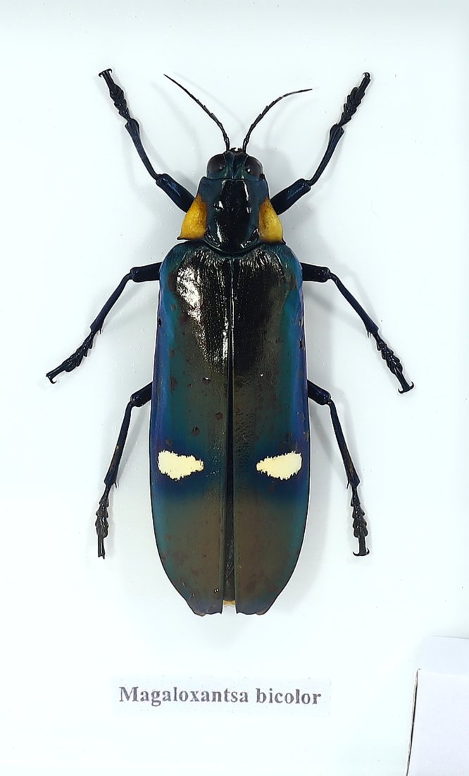 Preserved Taxidermy of Magaloxantsa Bicolor Gemstone Beetle Insect Exotic Insect Specimens Framed: 15x12.5cm Weight: 190 grams (Before Packing) Featuring property of local collections include Europe & Oriental antiques and decorative arts. A truly bargain hunter's, fixer-upper's, and pack-rat's dre