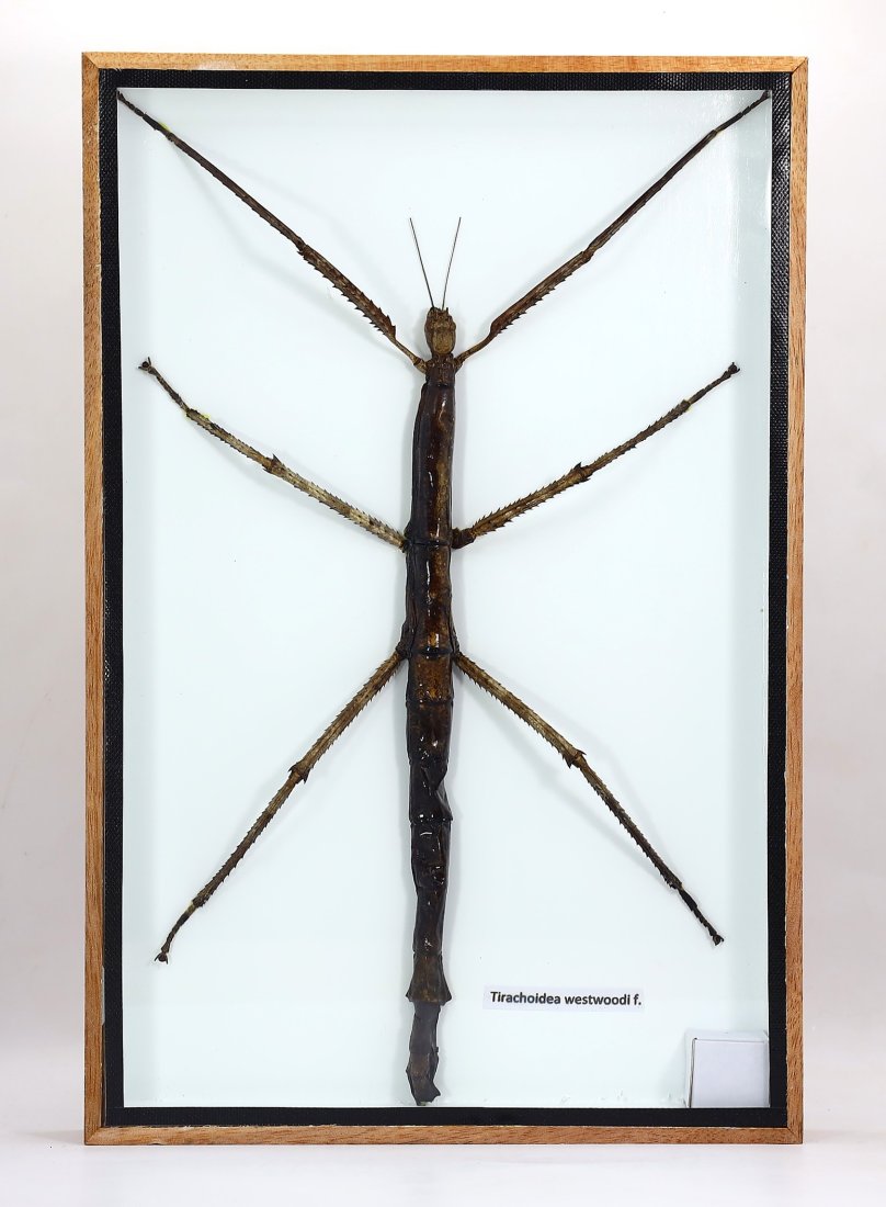 Preserved Taxidermy of Giant Walking Stick Tirachoidea Westwoodi Bug Exotic Insect Specimens Framed: 30.5x20x3cm Weight: 546 grams (Before Packing) Featuring property of local collections include Europe & Oriental antiques and decorative arts. A truly bargain hunter's, fixer-upper's, and pack-rat's d