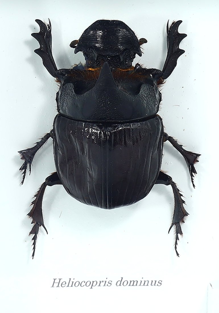 Preserved Taxidermy of Helicopris Dominus Elephant Dung Beetle Exotic Insect Specimens Framed: 15x12.3x4.5cm Weight: 205 grams (Before Packing) Featuring property of local collections include Europe & Oriental antiques and decorative arts. A truly bargain hunter's, fixer-upper's, and pack-rat's