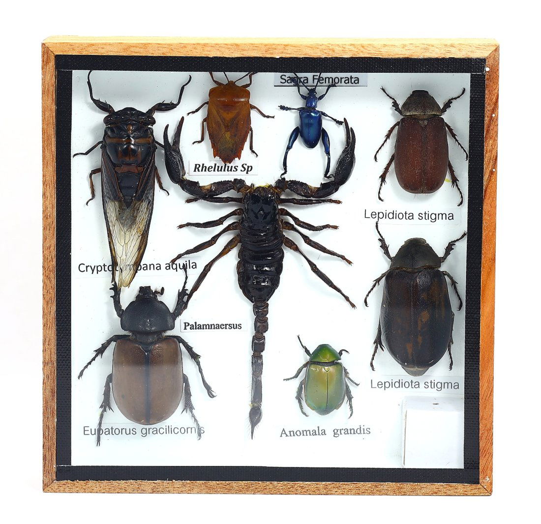 Preserved Taxidermy of Mixed Bug Beetle Exotic Insect Scorpion Specimens Framed: 15.5x15.5x3.5cm Weight: 245 grams (Before Packing) Featuring property of local collections include Europe & Oriental antiques and decorative arts. A truly bargain hunter's, fixer-upper's, and pack-rat