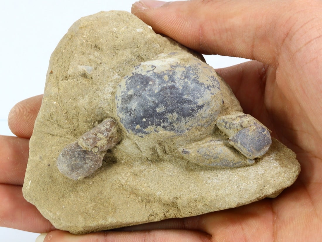 Rare Crab Fossil On Matrix Discover In Southeast Asian (1 of 4)