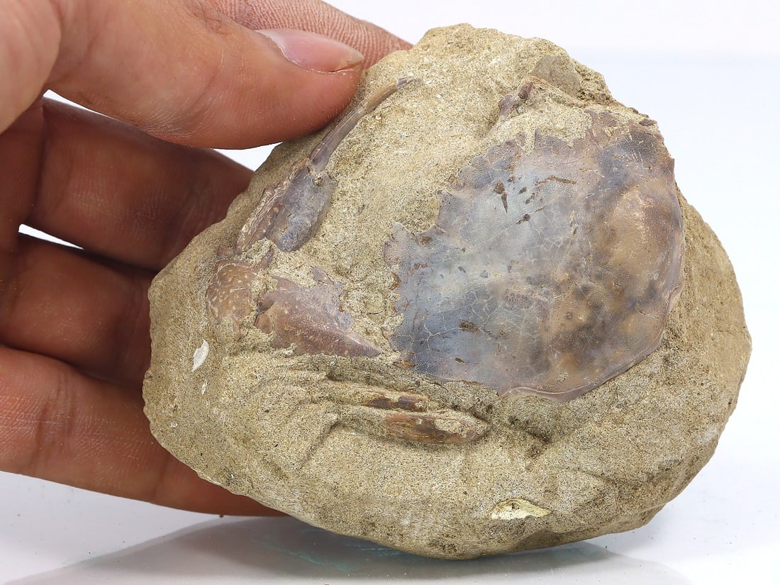 Rare Crab Fossil On Matrix Discover In Southeast Asian (1 of 4)