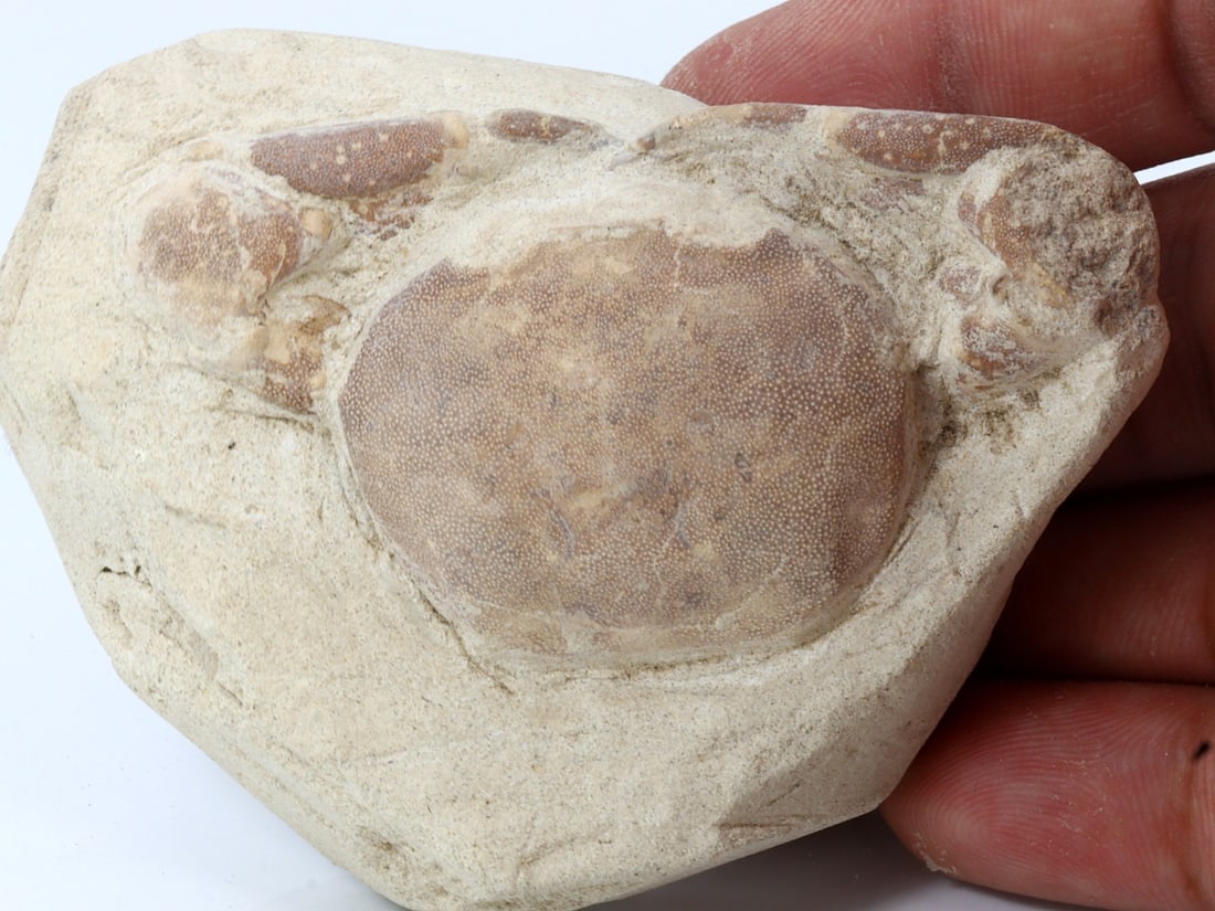 Rare Crab Fossil On Matrix Discover In Southeast Asian (1 of 5)