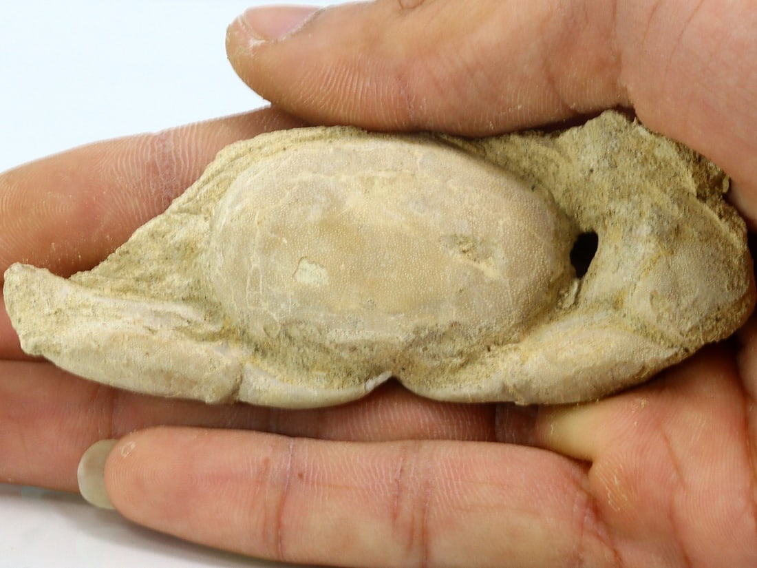 Rare Crab Fossil On Matrix Discover In Southeast Asian (1 of 4)