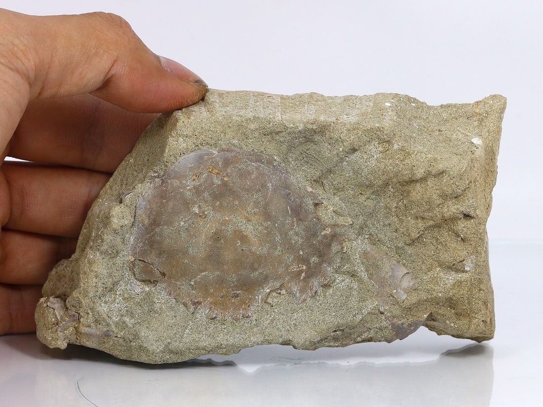 Rare Crab Fossil On Matrix Discover In Southeast Asian (1 of 6)