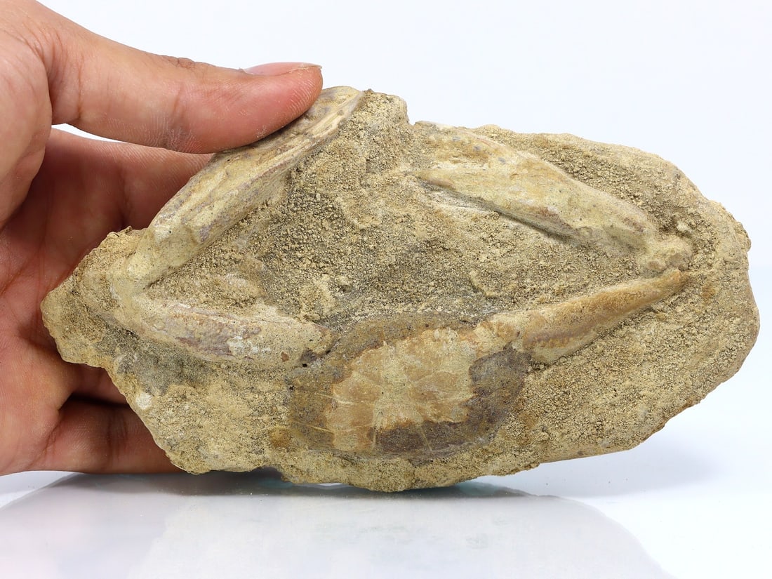 Rare Crab Fossil On Matrix Discover In Southeast Asian (1 of 4)