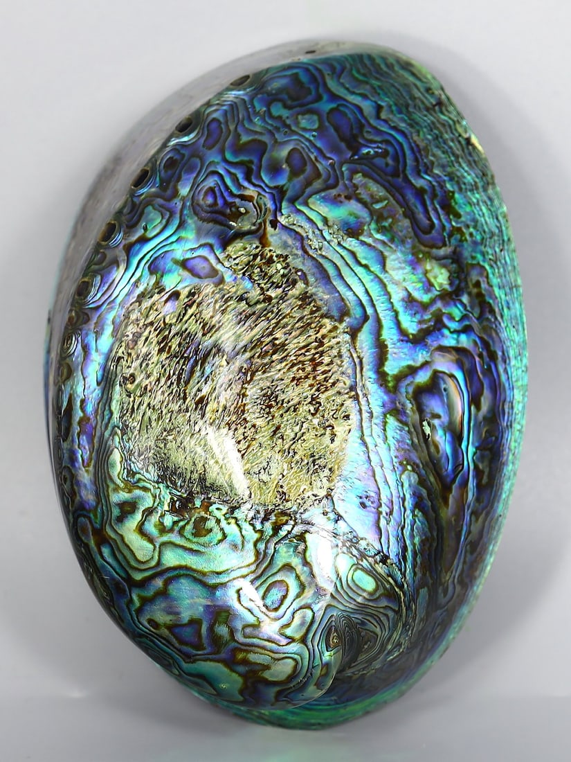 Fully Polished Abalone Shell Mother of Pearl Paua New Zealand Sea Snail (1 of 5)