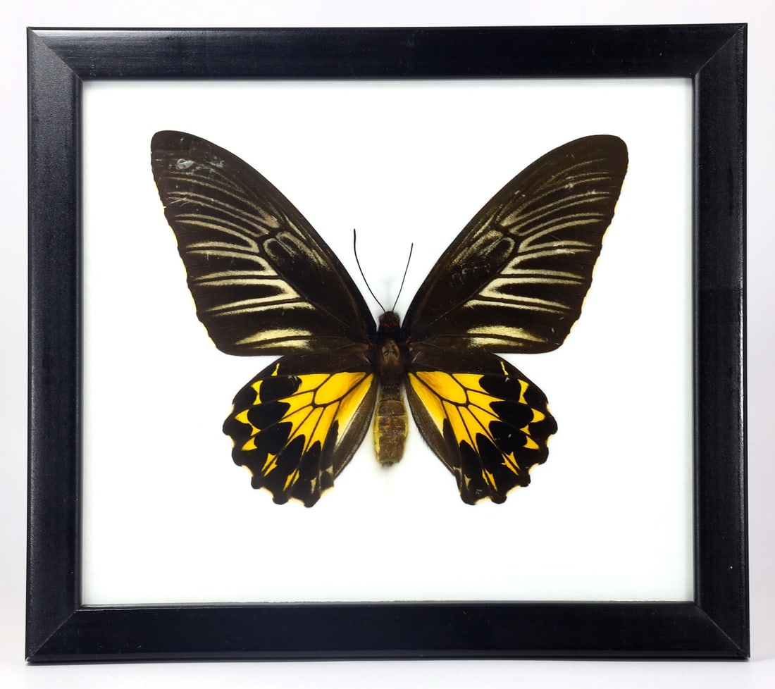 Preserved Taxidermy of Male Golden Birdwing Butterfly Insect Bug Specimen (1 of 3)