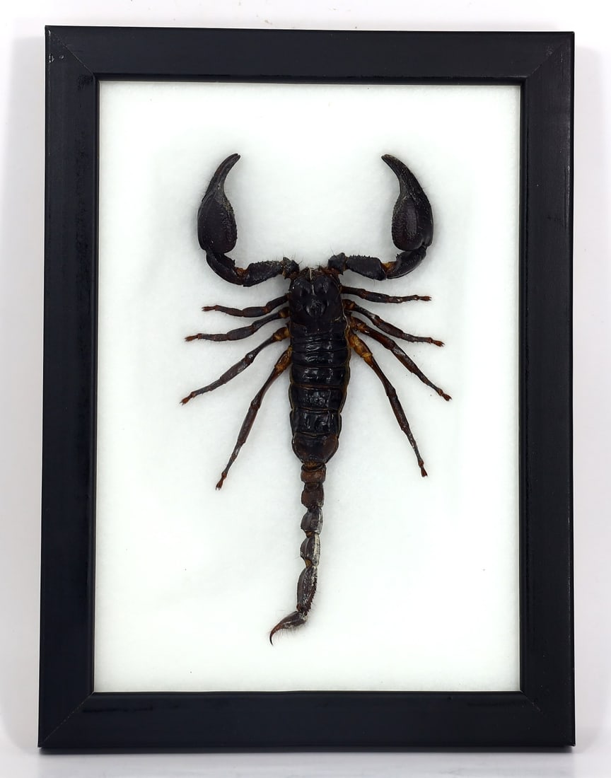 Preserved Taxidermy of Giant Scorpion Insect Bug Specimen (1 of 3)