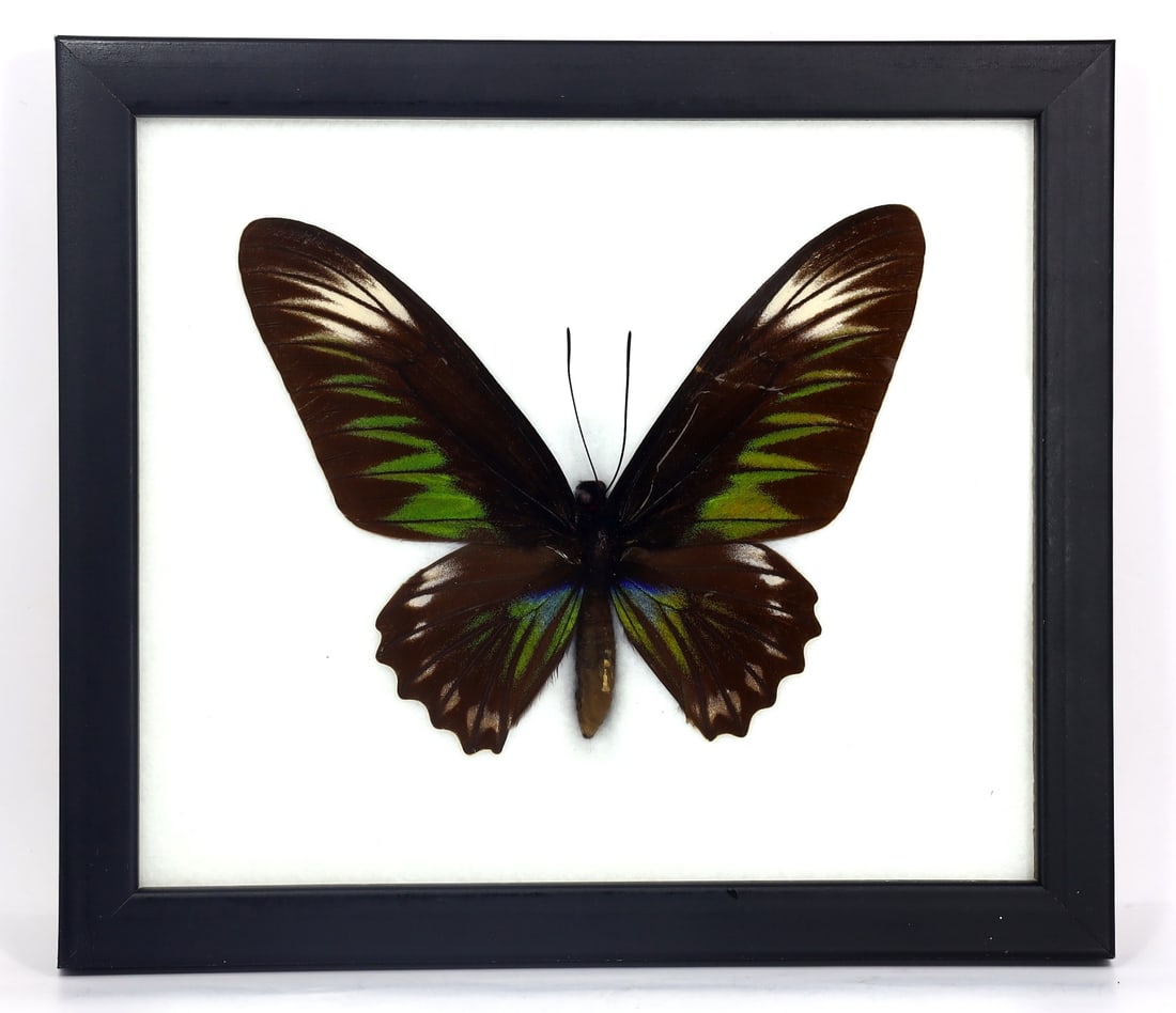 Preserved Taxidermy of Rajah Brookiana Butterfly Insect Bug Specimen (1 of 3)