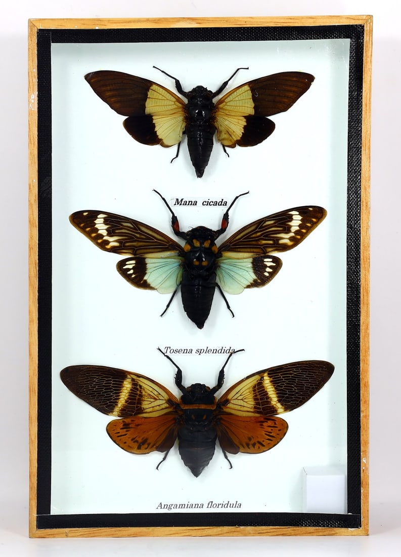 Preserved Taxidermy of Mixed Insect Bug Specimen (1 of 2)
