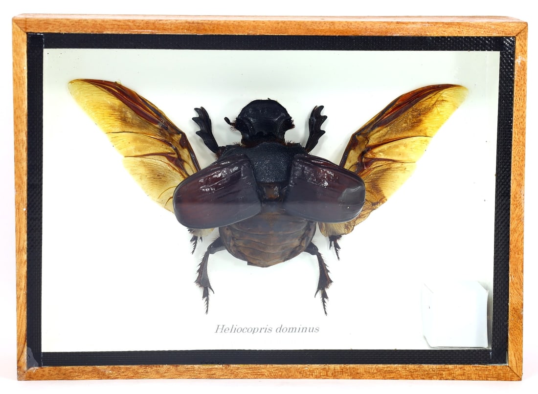 Preserved Taxidermy of Heliocopris Dominus Insect Bug Specimen (1 of 2)