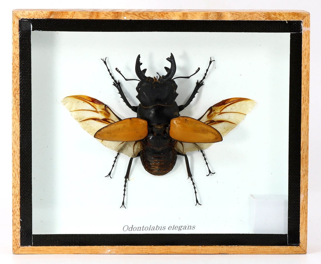 Preserved Taxidermy of Odontolabis Elegans Insect Bug Specimen (1 of 2)