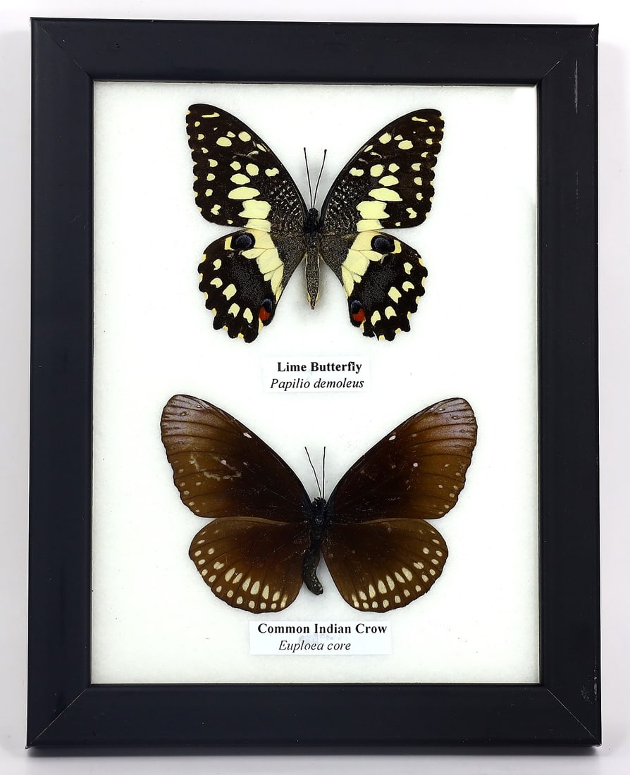 Preserved Taxidermy of Rajah Common Indian Crow Lime Butterfly Insect Bug Specimen (1 of 3)