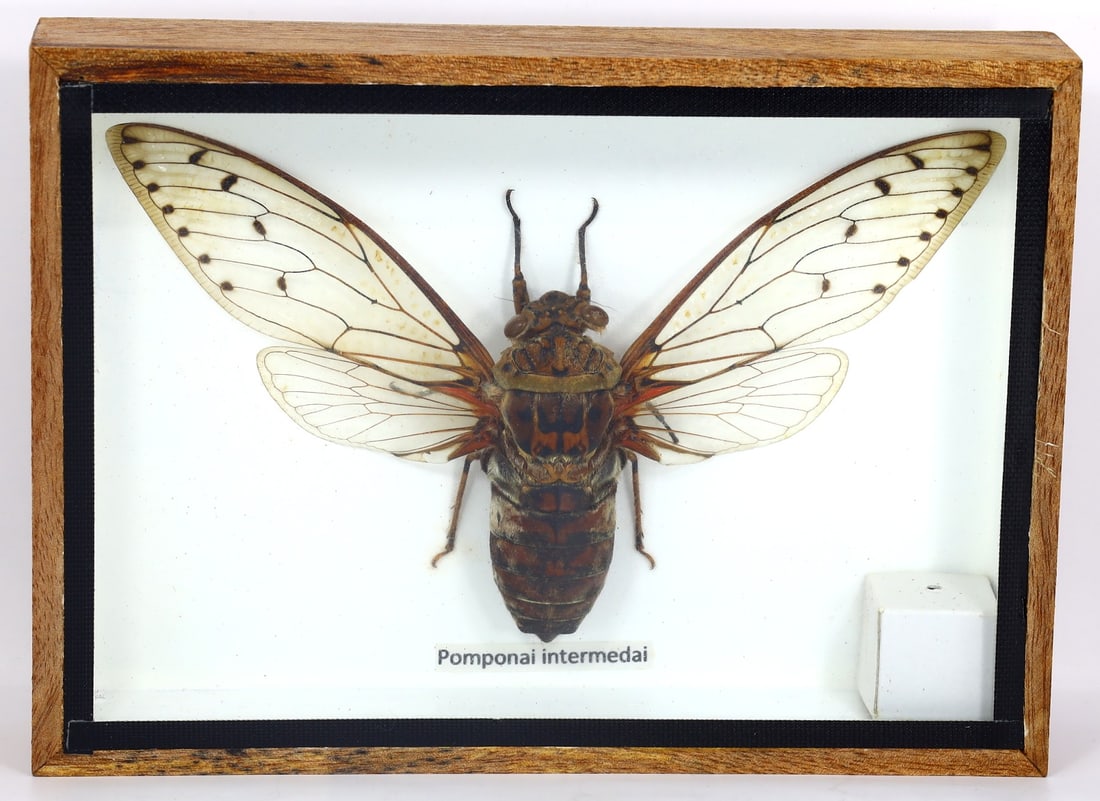 Preserved Taxidermy of Pomponai Intermedai Insect Bug Specimen: 17.5x12.5cm Weight: 192 grams (Before Packing) A bargain hunter's, fixer-upper's, and pack-rat's dream come true! Our Ten2Go "warehouse" style auction presents over thousand lots in a fast-paced old-s