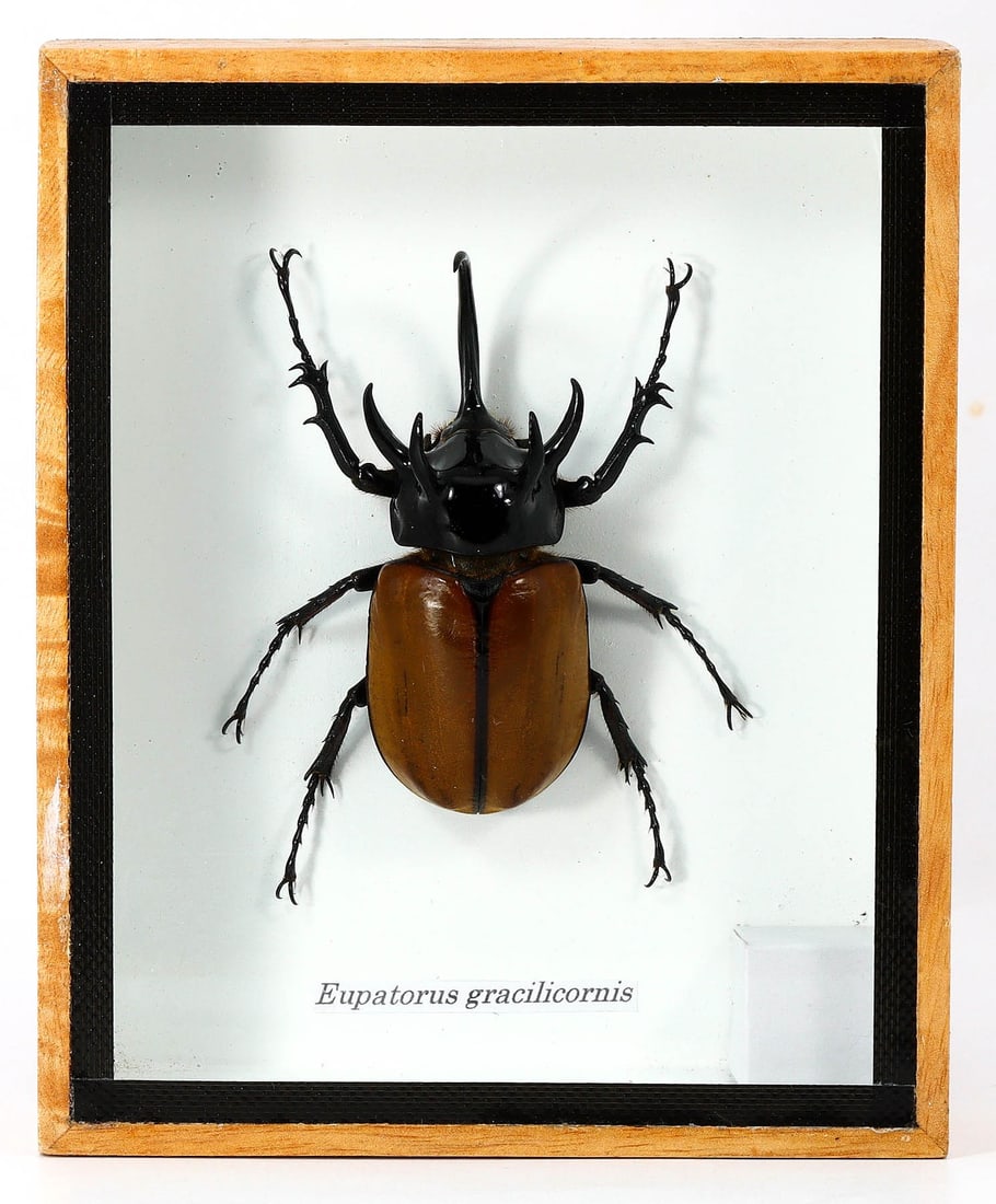 Preserved Taxidermy of Eupatorus Gracilicornis Insect Bug Specimen (1 of 2)