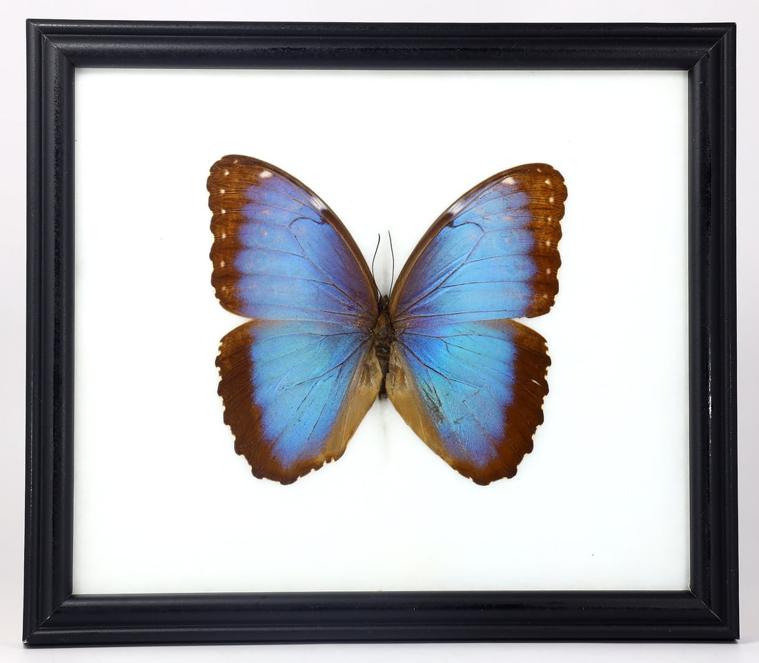 Preserved Taxidermy of Patroclus Blue Stripe Morpho Butterfly Insect Bug Specimen (1 of 3)