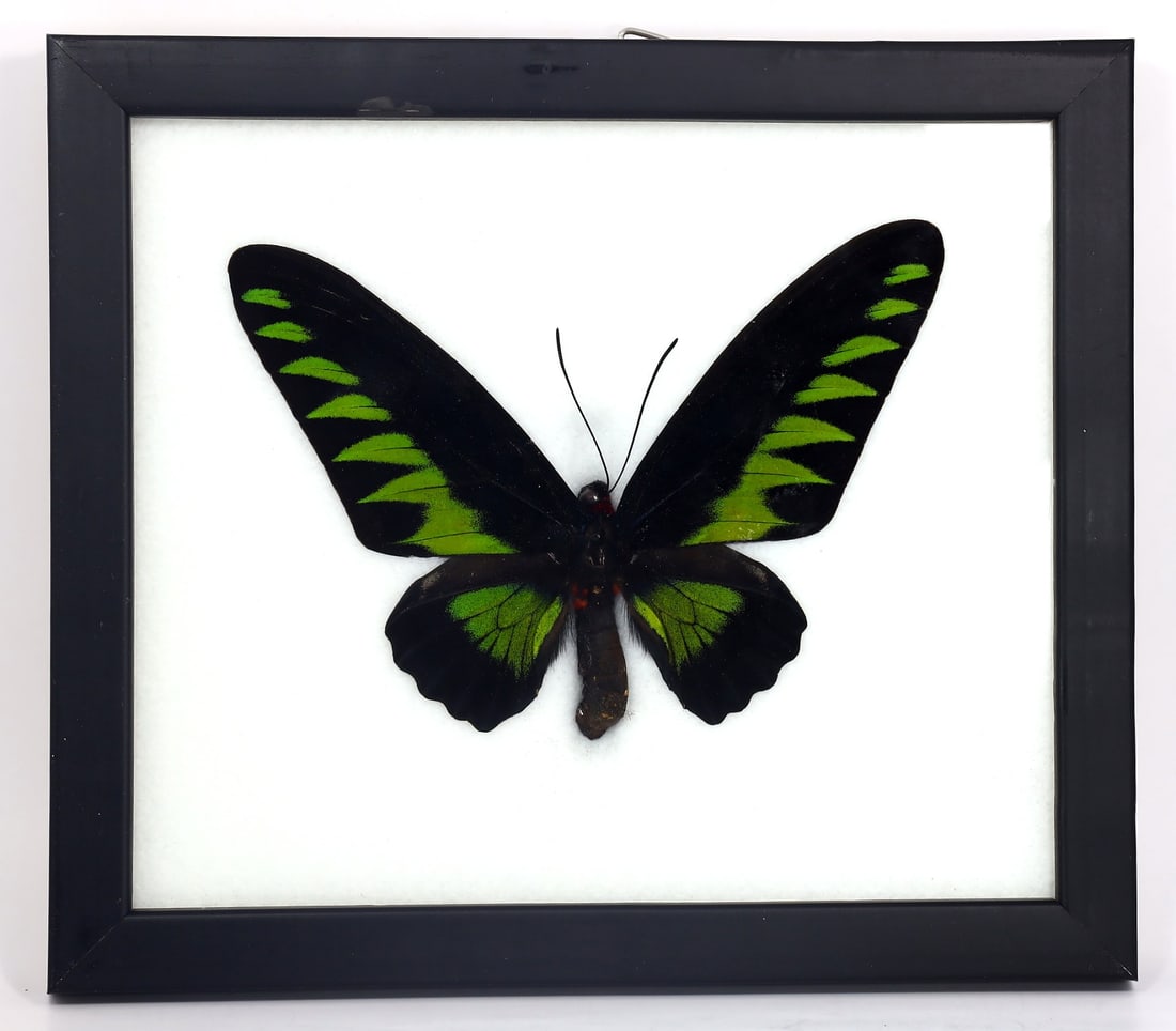 Preserved Taxidermy of Rajah Brookiana Butterfly Insect Bug Specimen (1 of 3)