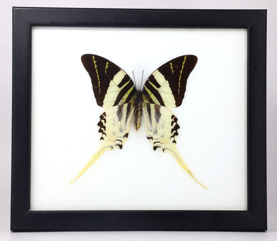Preserved Taxidermy of Giant Swordtail Butterfly Insect Bug Specimen (1 of 3)