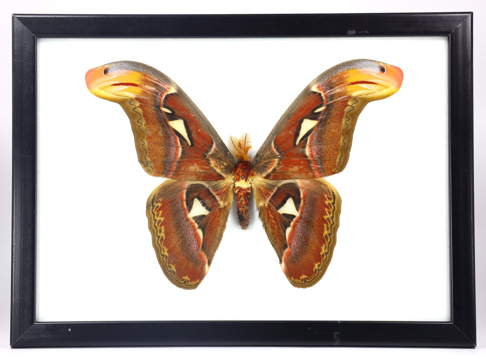 Preserved Taxidermy of Atlas Moth Butterfly Insect Bug Specimen: 28x20cm Weight: 4 grams (Before Packing) A bargain hunter's, fixer-upper's, and pack-rat's dream come true! Our Ten2Go "warehouse" style auction presents over thousand lots in a fast-paced old-style a