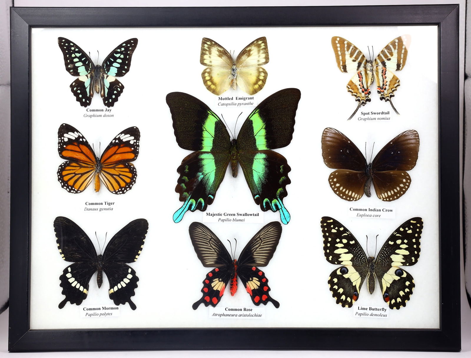 Preserved Taxidermy of Mixed Butterfly Insect Bug Specimen (1 of 4)